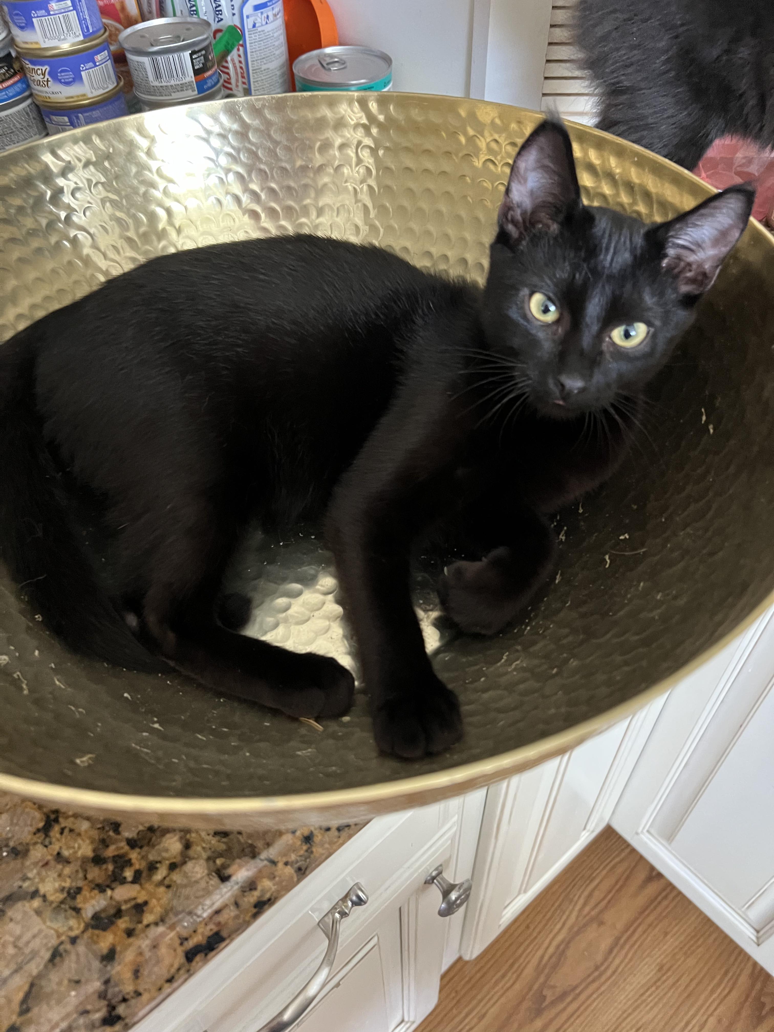 CHASE (GOES WITH WHISKEY), a Adoptable mixed breed in Manhattan Beach, CA image 2/4