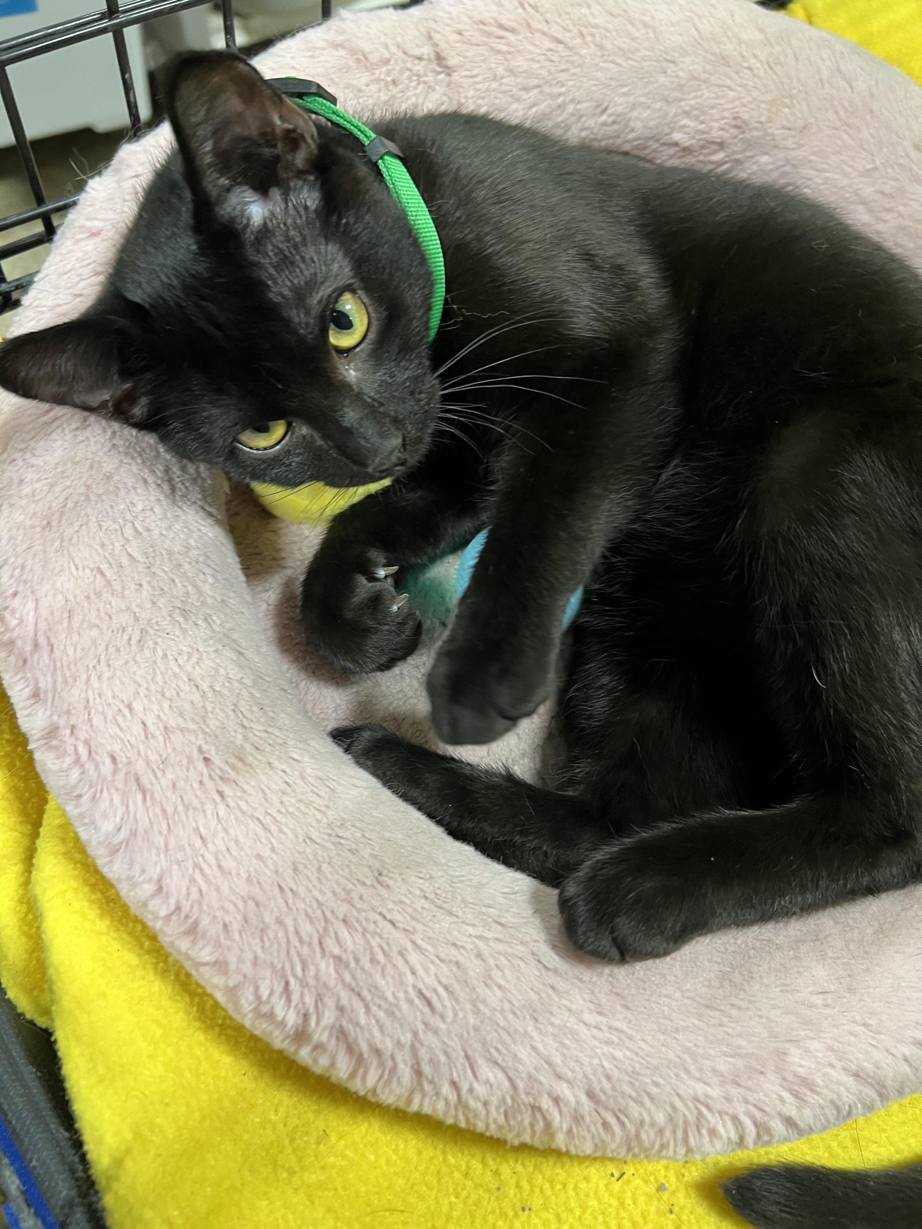 CHASE (GOES WITH WHISKEY), Adoptable, Kitten Male Bombay.