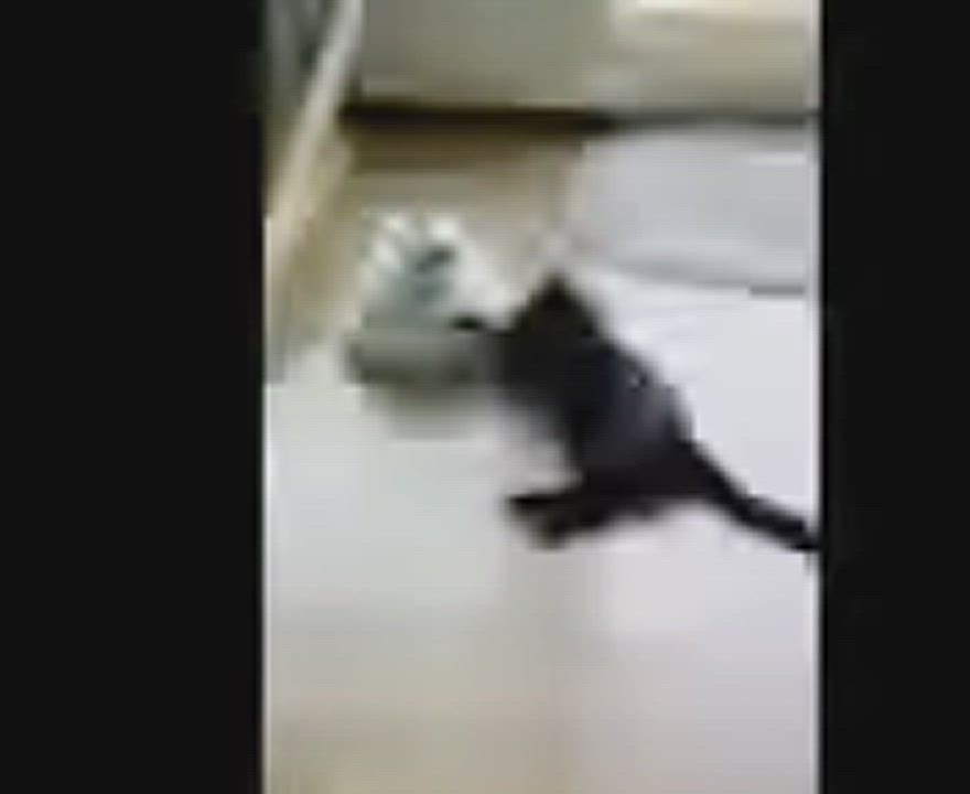 Enlarge CHASE (GOES WITH WHISKEY), a Adoptable mixed breed in Manhattan Beach, CA video 4/4