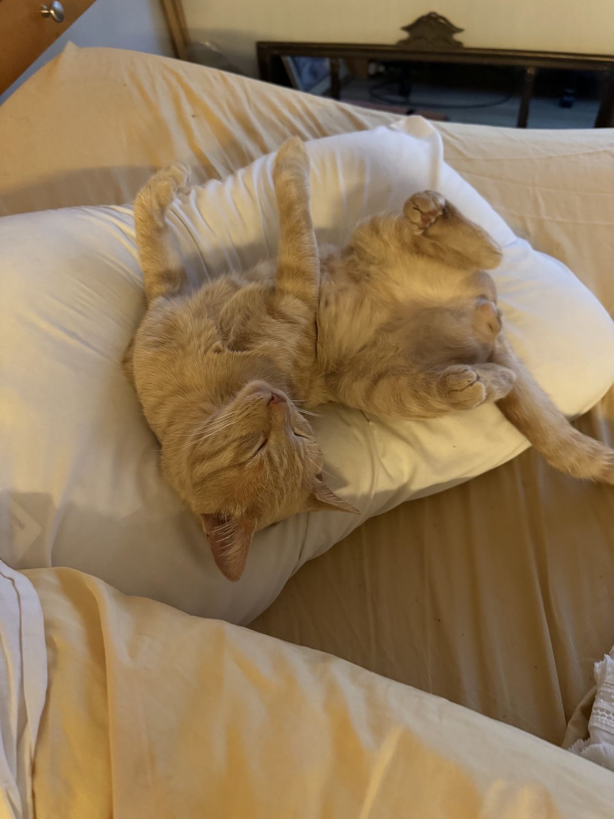 Meet Leo: Handsome American Shorthair Looking for His Forever Home!, a Adoptable American Shorthair in Tustin, CA image 2/4