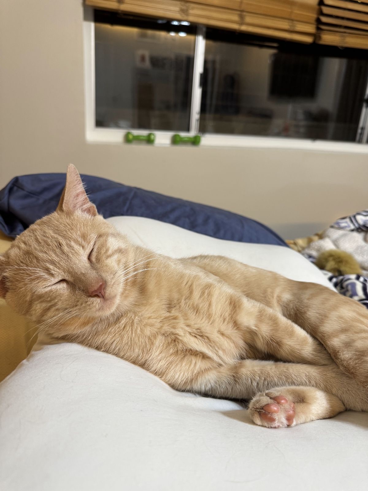 Meet Leo: Handsome American Shorthair Looking for His Forever Home!, a Adoptable American Shorthair in Tustin, CA image 1/4