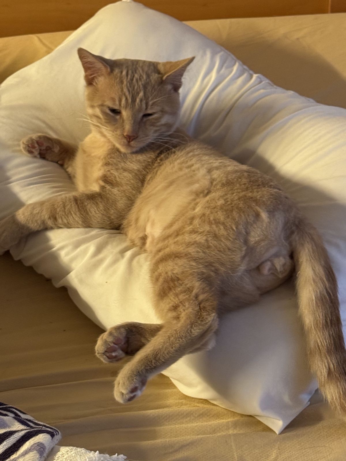 Meet Leo: Handsome American Shorthair Looking for His Forever Home!