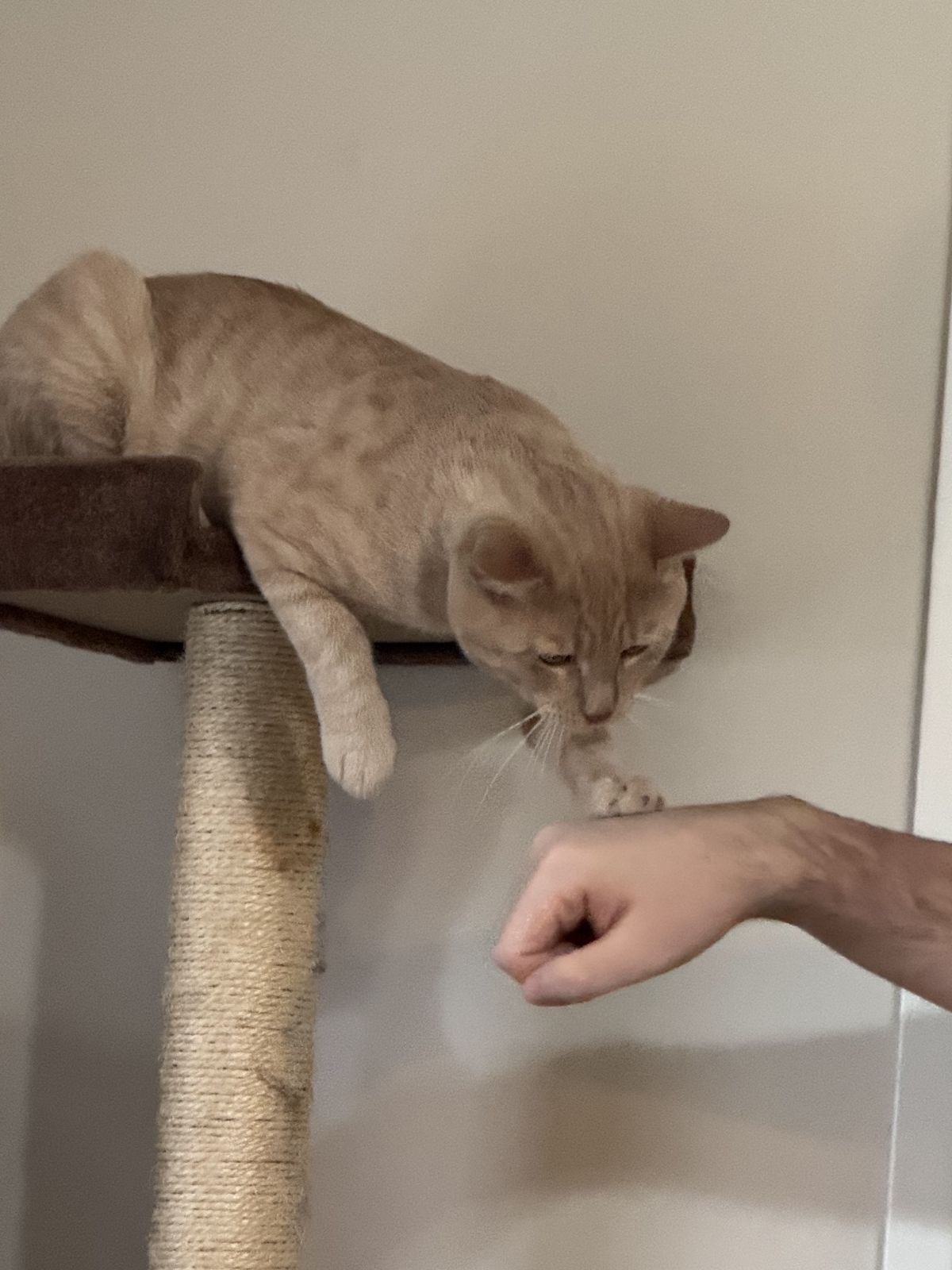 Meet Leo: Handsome American Shorthair Looking for His Forever Home!