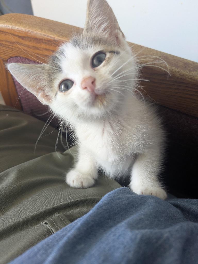 Coco, Adoptable, Kitten Female Domestic Short Hair.