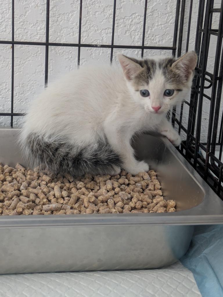 Enlarge Coco, a Adoptable mixed breed in Brownwood, TX image 2/2