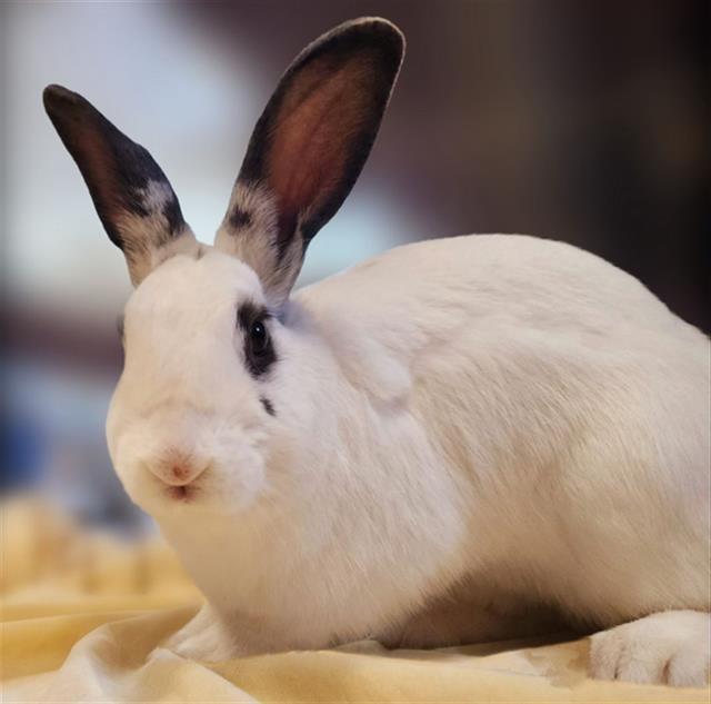 Enlarge ZERO, a Adoptable Bunny Rabbit in San Jose, CA image 1/1