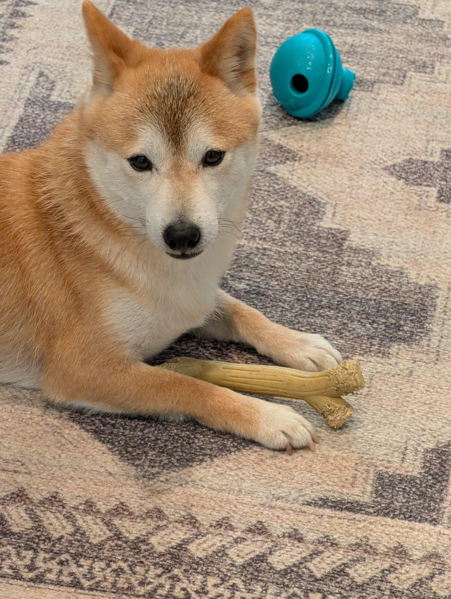 Enlarge Kit, a Adoptable Shiba Inu in Omaha, NE image 1/3