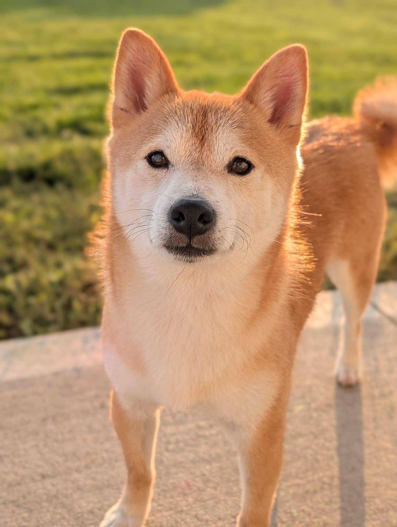 Enlarge Kit, a Adoptable Shiba Inu in Omaha, NE image 3/3