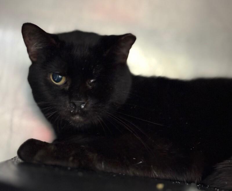 Enlarge Mochi, a Adoptable Domestic Short Hair in Burgaw, NC image 1/1