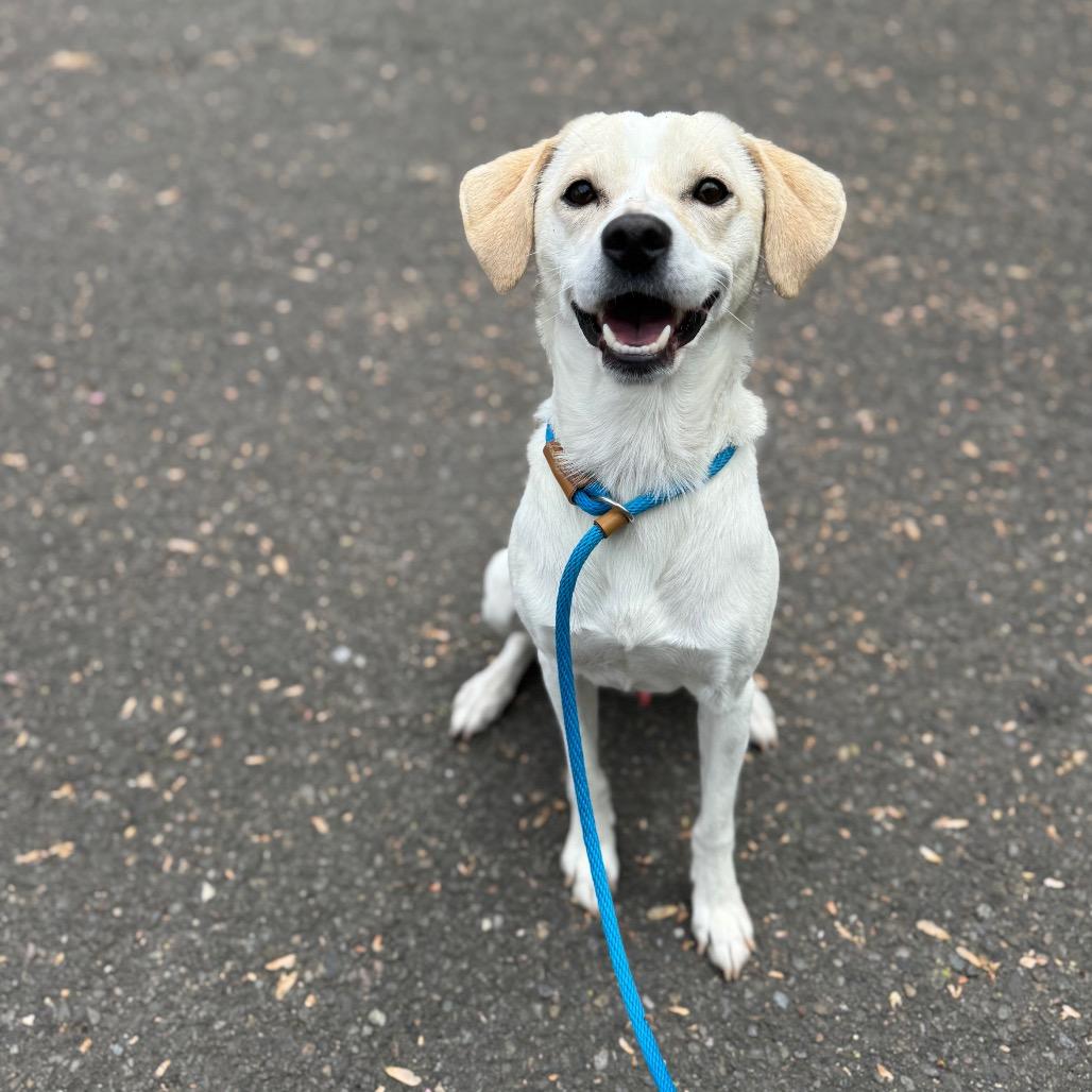 Danny, Adoptable, Adult Male Beagle & Mixed Breed.