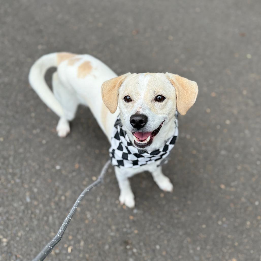 Enlarge Danny, a Adoptable mixed breed in Newberg, OR image 2/6