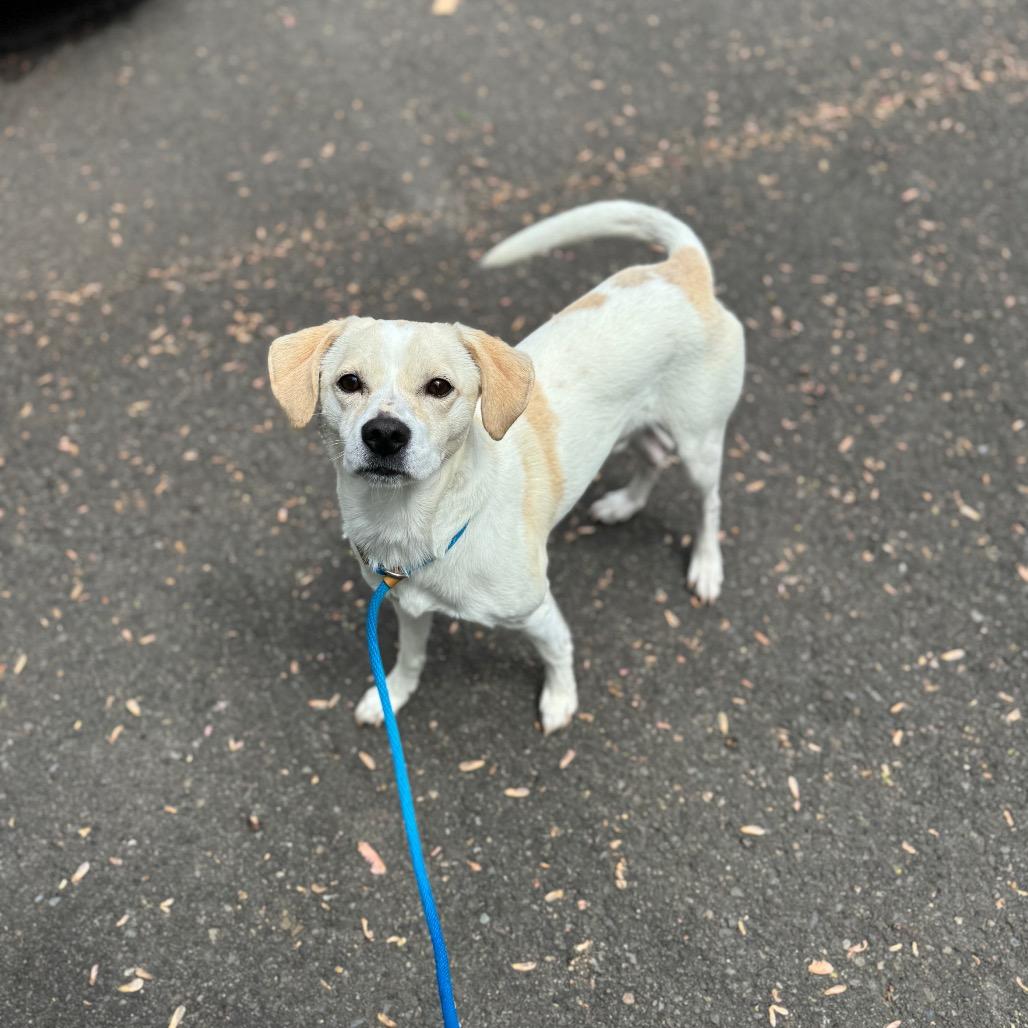 Enlarge Danny, a Adoptable mixed breed in Newberg, OR image 3/6