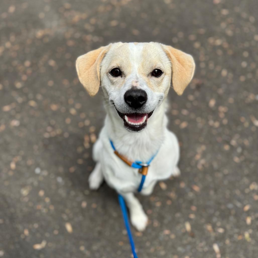 Enlarge Danny, a Adoptable mixed breed in Newberg, OR image 4/6