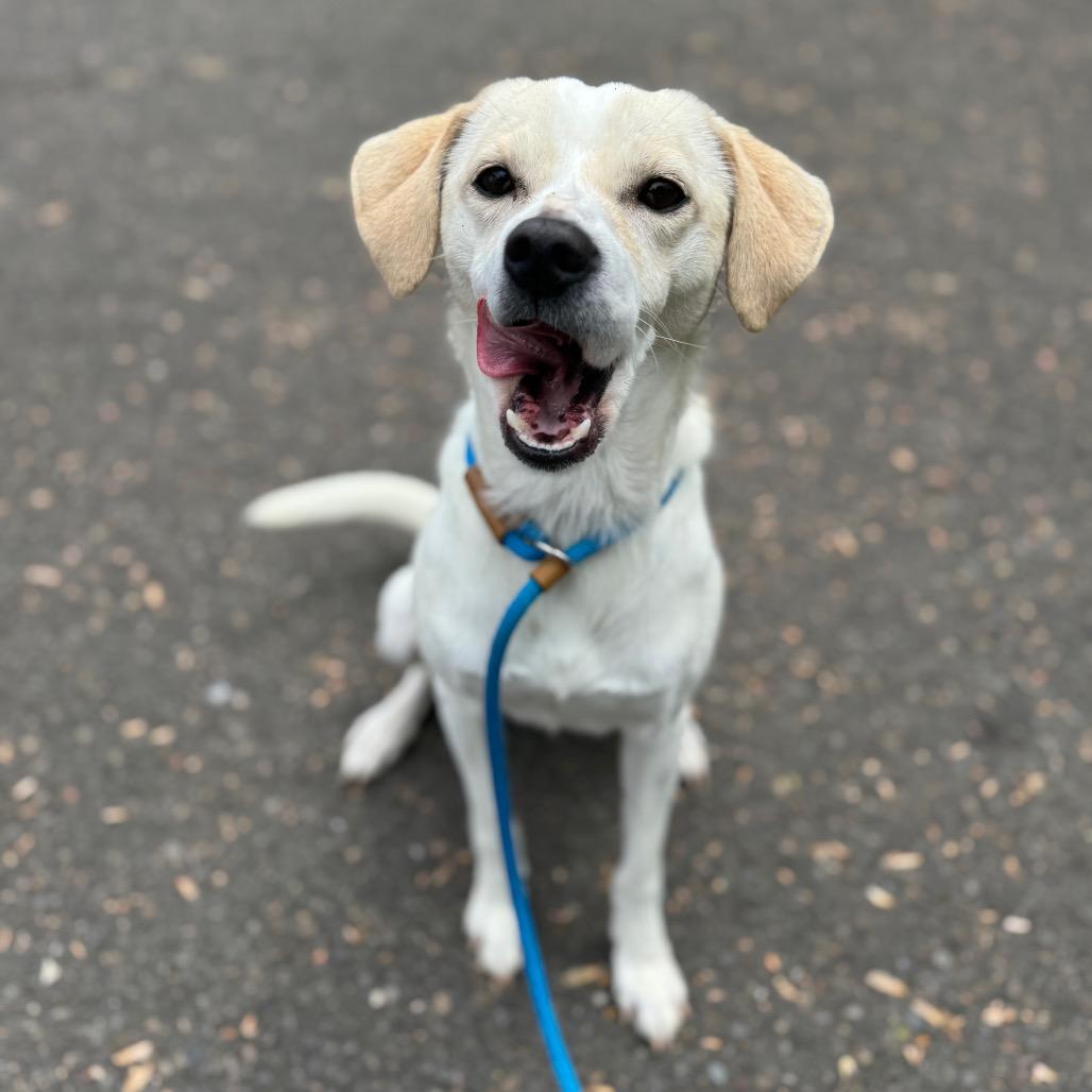 Enlarge Danny, a Adoptable mixed breed in Newberg, OR image 5/6