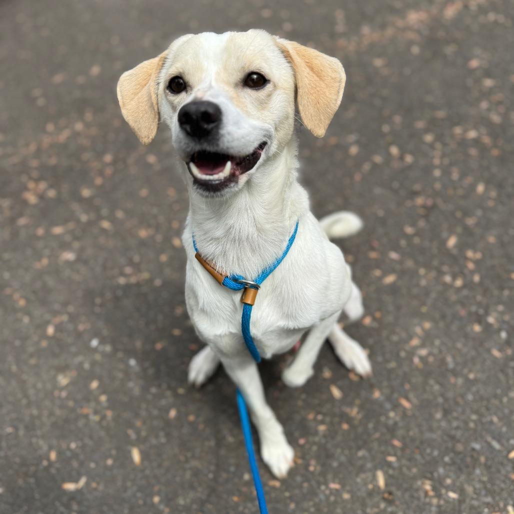 Enlarge Danny, a Adoptable mixed breed in Newberg, OR image 6/6