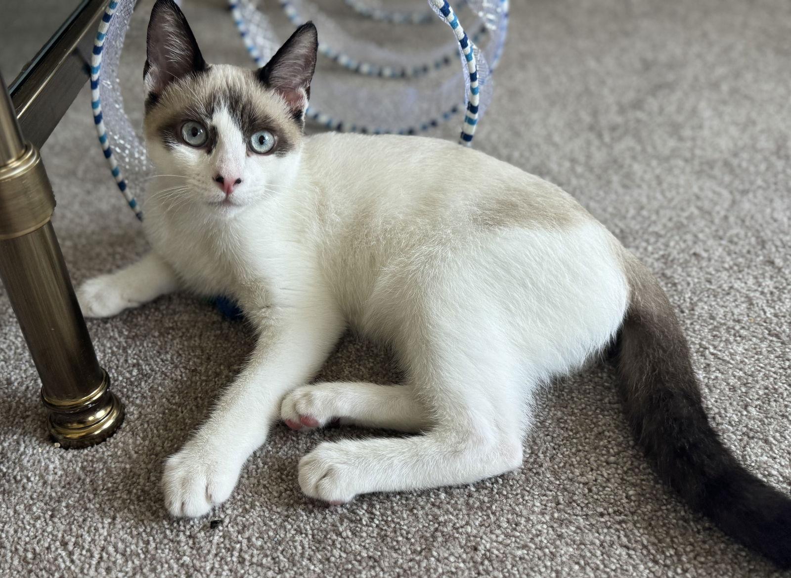 Johnny, Adopted, Young Male Siamese & Domestic Short Hair.