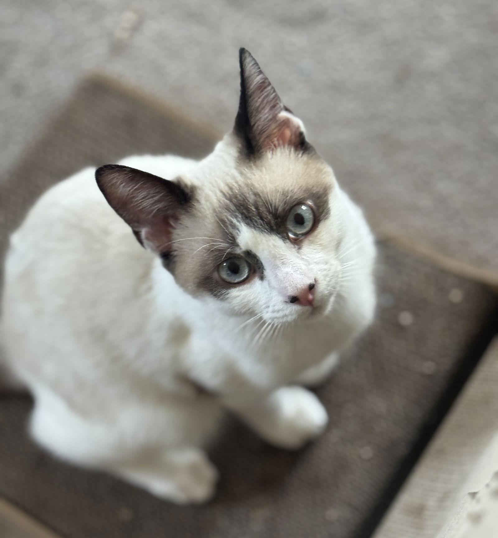 Johnny, a Adopted mixed breed in Seal Beach, CA image 2/3