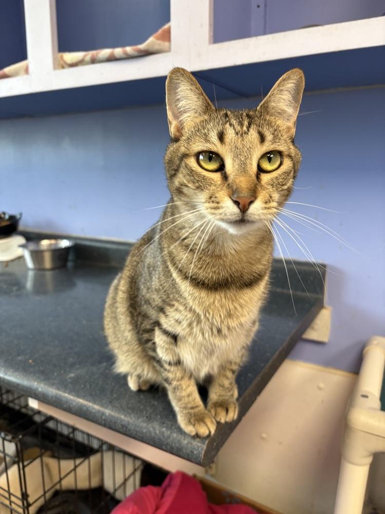 Nadia, a Adoptable mixed breed in Mishawaka, IN image 1/6