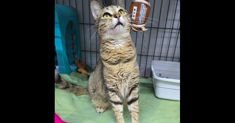 Nadia, a Adoptable mixed breed in Mishawaka, IN image 2/6