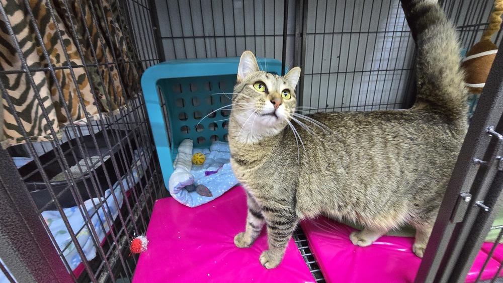 Nadia, Adoptable, Adult Female Domestic Short Hair.