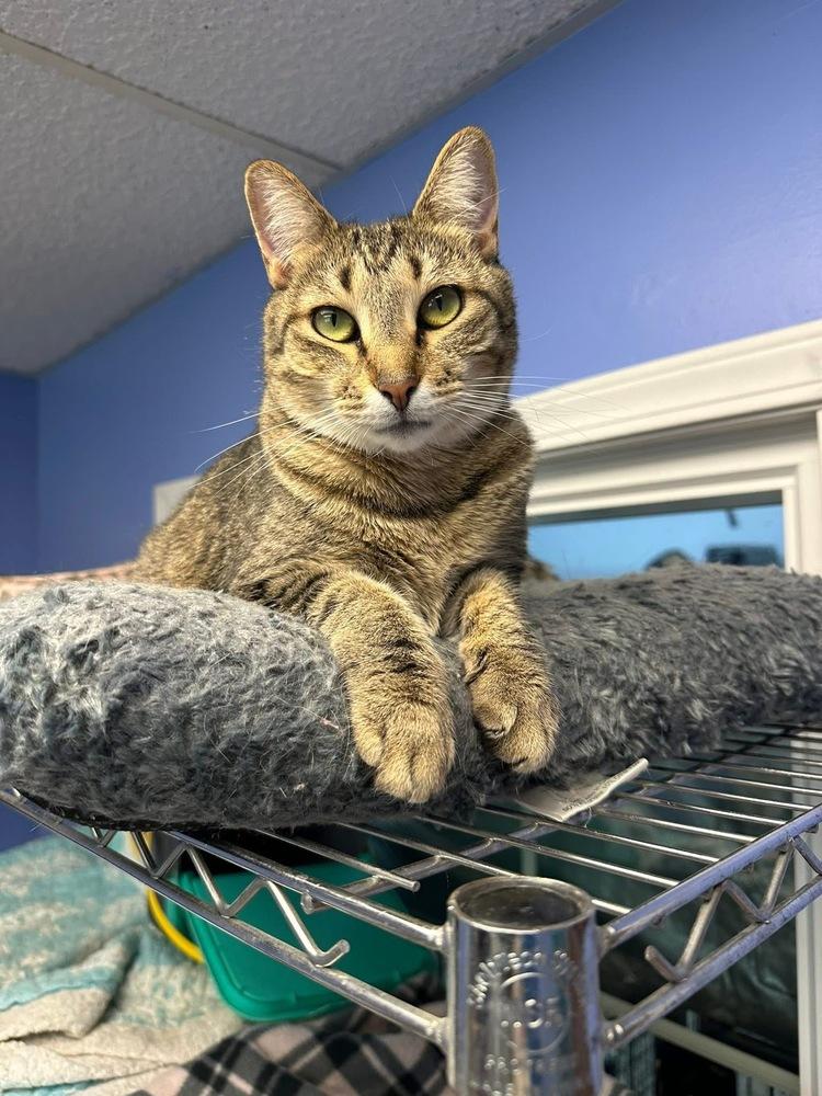 Nadia, a Adoptable mixed breed in Mishawaka, IN image 4/6