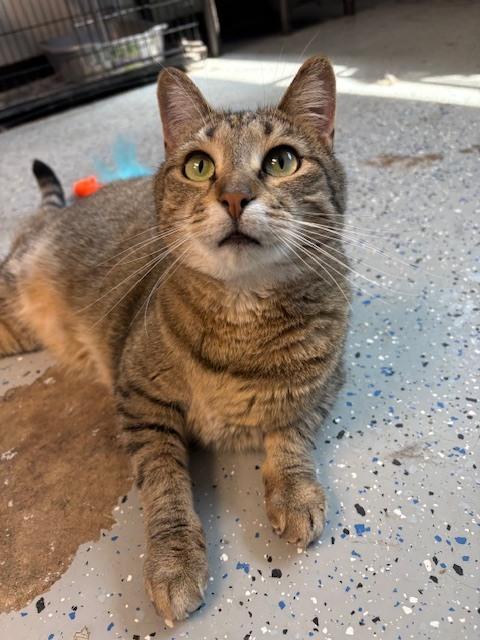 Nadia, a Adoptable mixed breed in Mishawaka, IN image 6/6