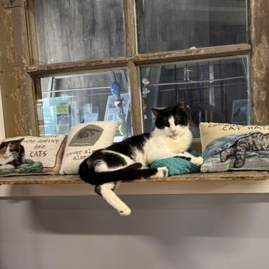 Enlarge RICO SUAVE, a ADOPTABLE Domestic Short Hair in Grand Rapids, MI image 5/5