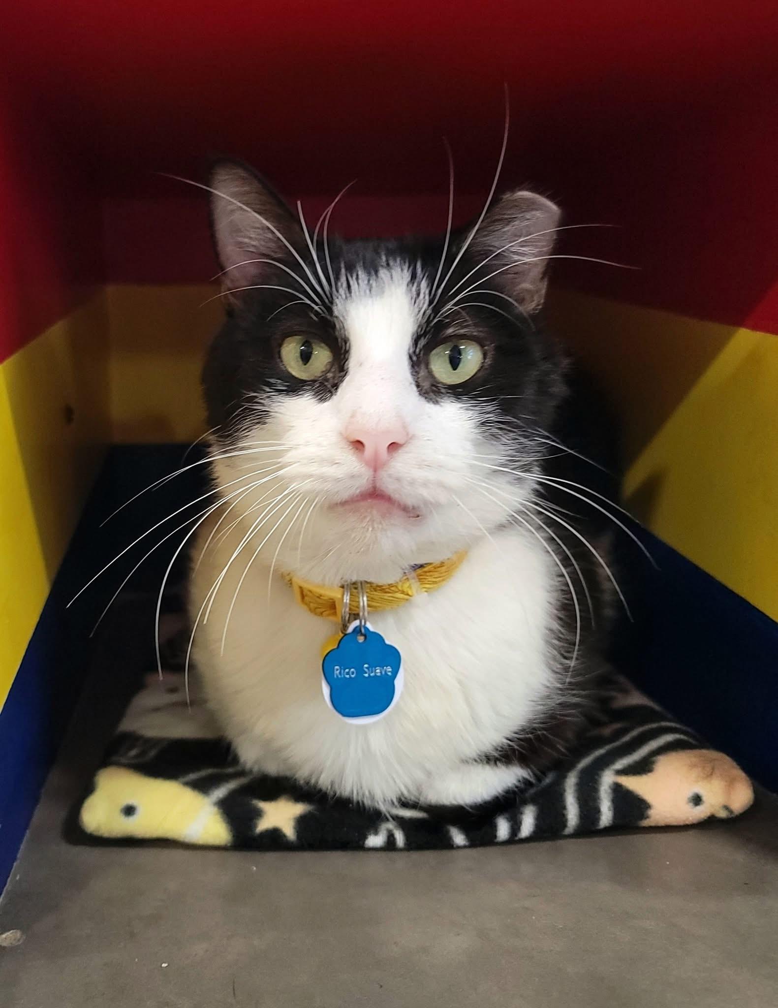 Enlarge RICO SUAVE, a ADOPTABLE Domestic Short Hair in Grand Rapids, MI image 3/5
