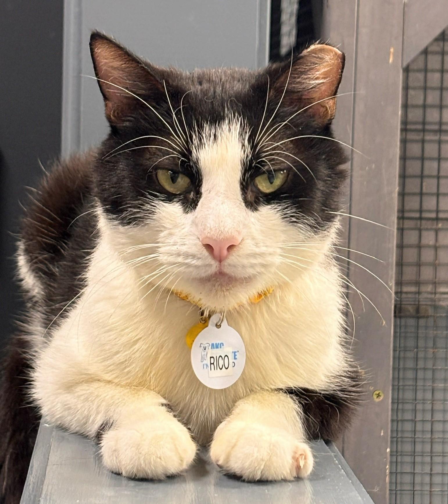 Enlarge RICO SUAVE, a ADOPTABLE Domestic Short Hair in Grand Rapids, MI image 2/5