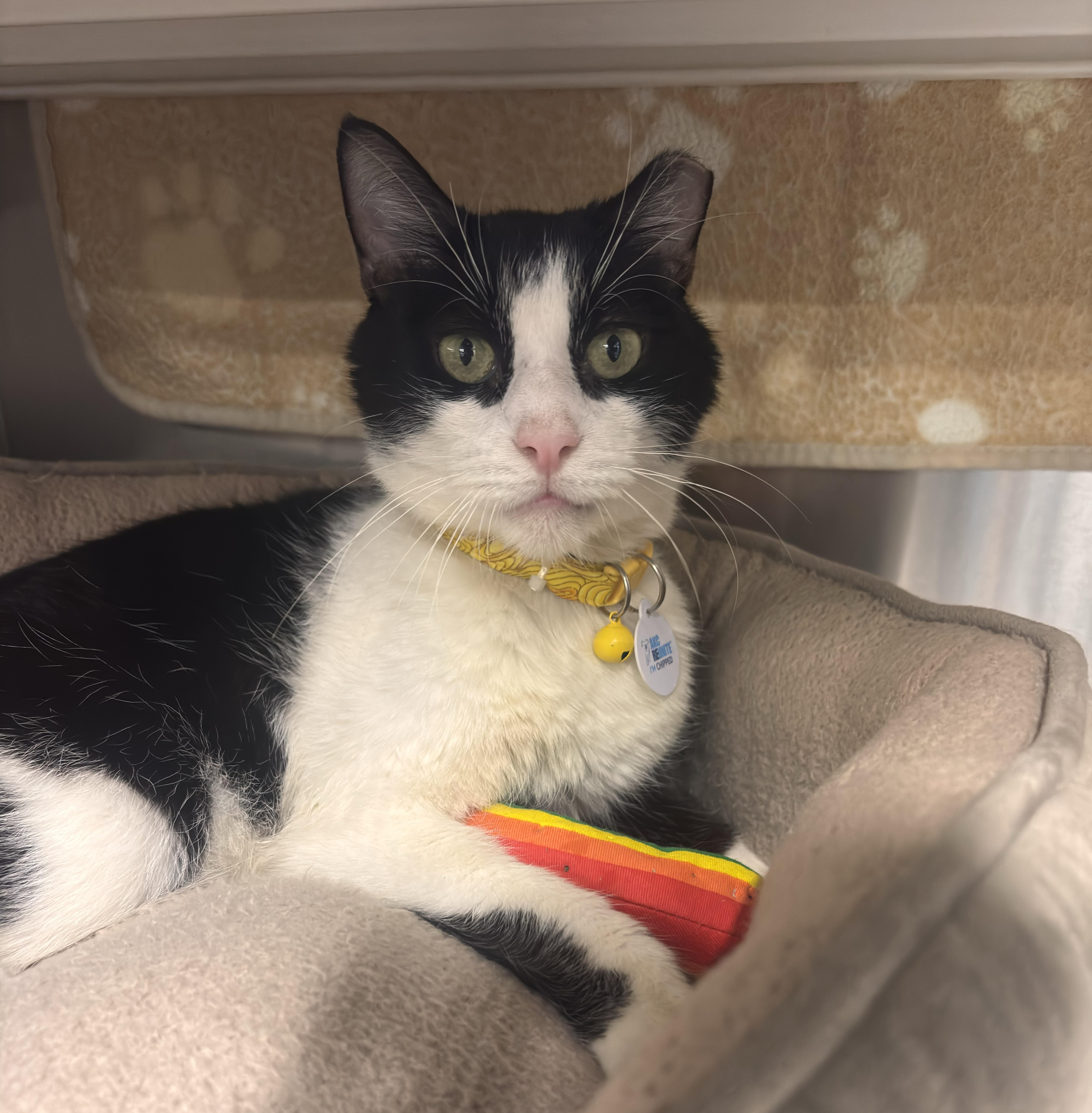 Enlarge RICO SUAVE, a ADOPTABLE Domestic Short Hair in Grand Rapids, MI image 4/5