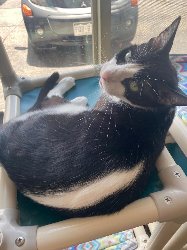 Stripe (Bolt), Adoptable, Adult Male Domestic Short Hair.