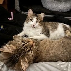 Enlarge Phoebe, an adoptable mixed breed in Chicago, IL image 4/4