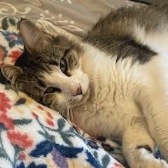 Enlarge Phoebe, an adoptable mixed breed in Chicago, IL image 2/4