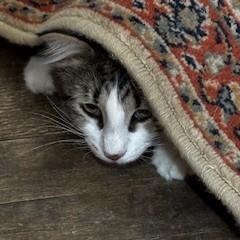 Enlarge Phoebe, an adoptable mixed breed in Chicago, IL image 3/4