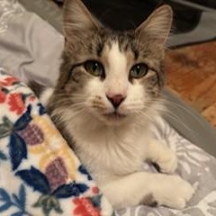 Enlarge Phoebe, an adoptable mixed breed in Chicago, IL image 1/4