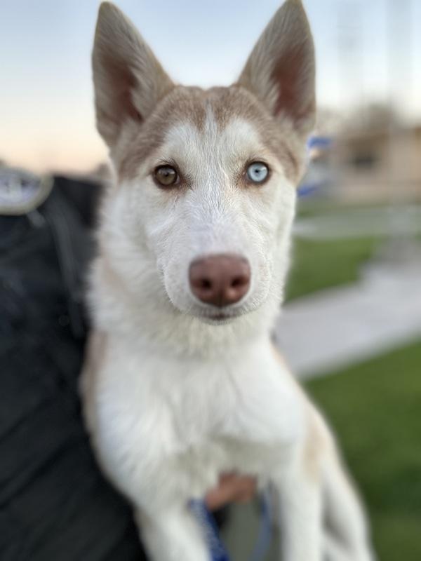 Enlarge Darla, a Adoptable mixed breed in Victorville, CA image 1/1