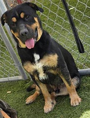 CHOMPER, Adoptable, Young Male German Shepherd Dog & Pit Bull Terrier.