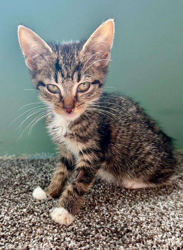 Enlarge Lucki, a Adoptable Domestic Short Hair in Warren, PA image 1/1