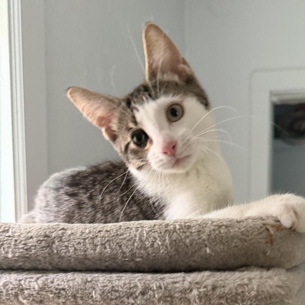 Atticus, Adoptable, Kitten Male Domestic Short Hair.