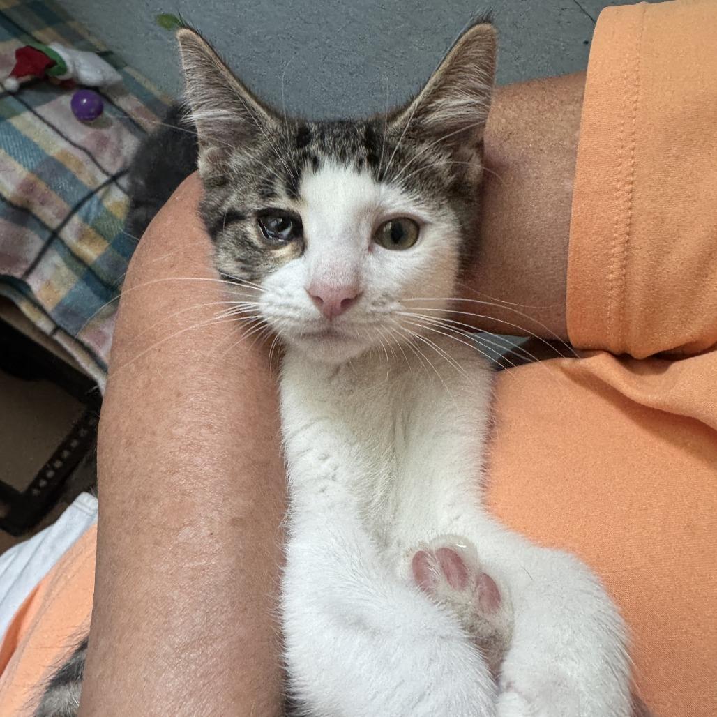 Atticus, a Adoptable Domestic Short Hair in Richland, MI image 2/5