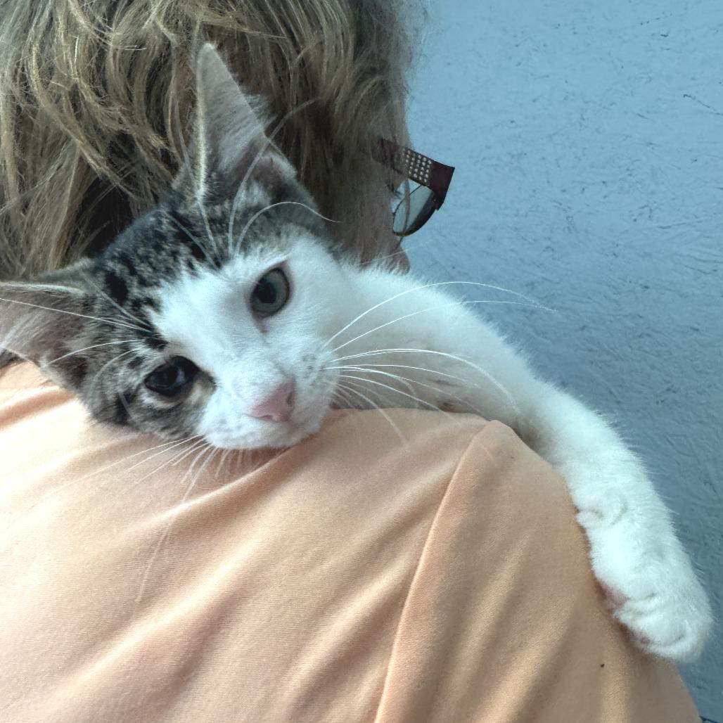 Atticus, a Adoptable Domestic Short Hair in Richland, MI image 3/5