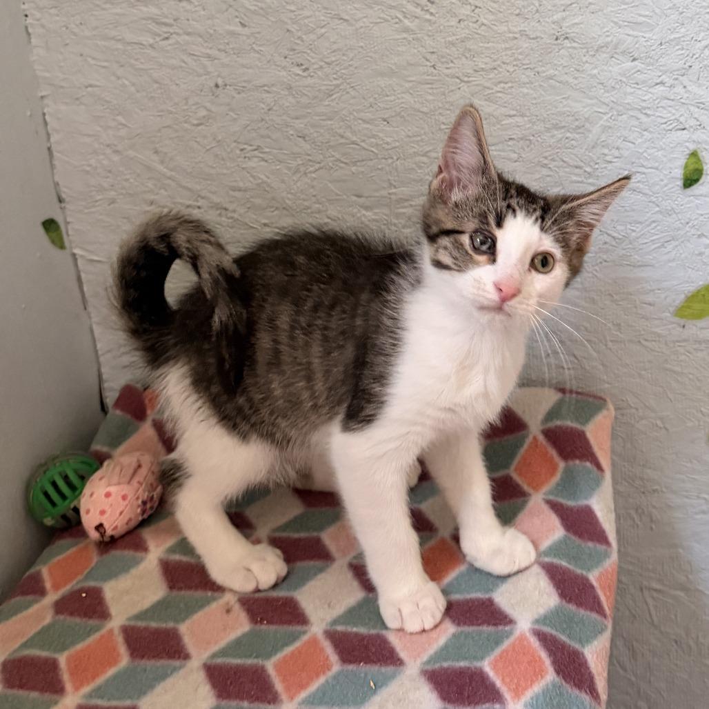 Atticus, a Adoptable Domestic Short Hair in Richland, MI image 4/5