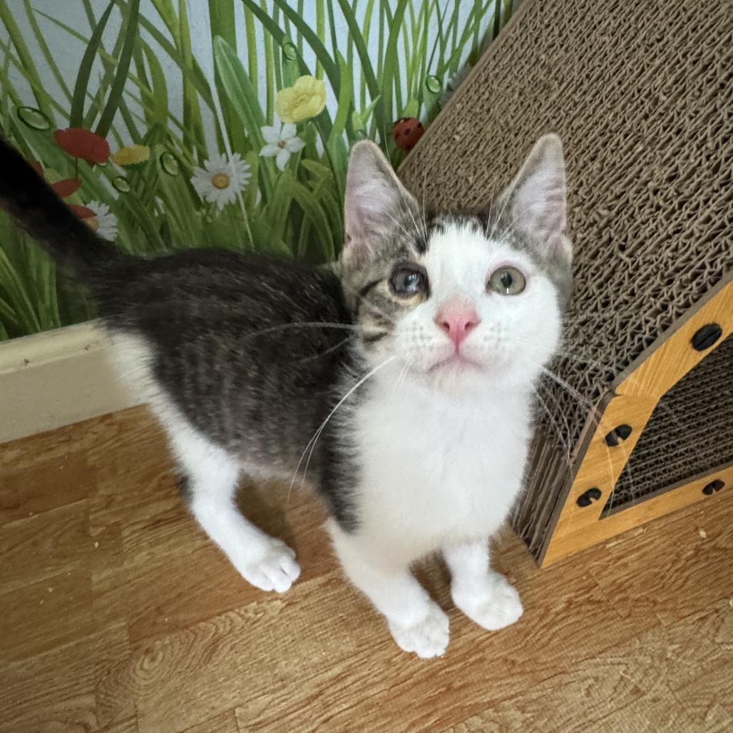 Atticus, a Adoptable Domestic Short Hair in Richland, MI image 5/5