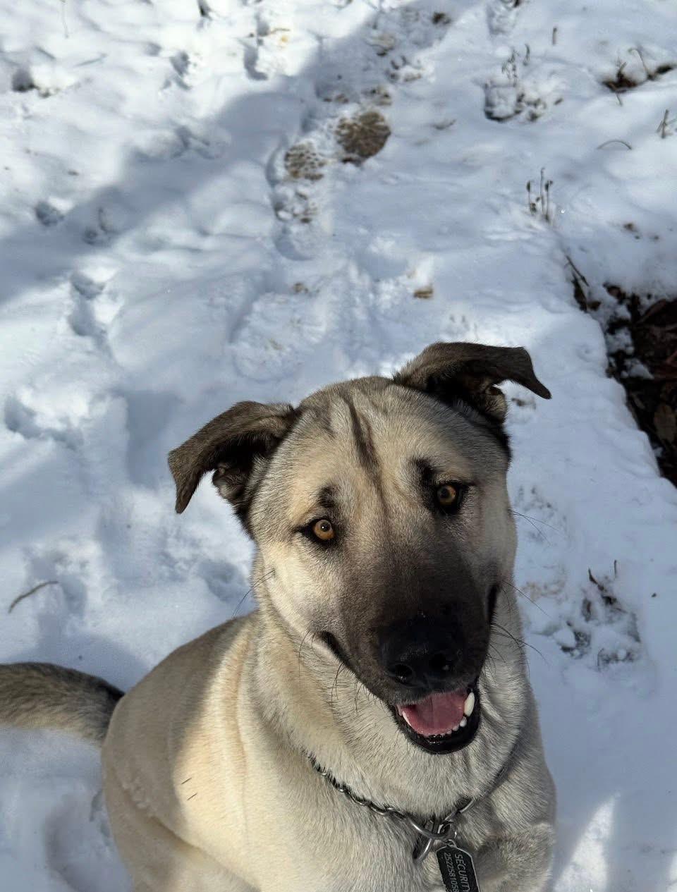 Enlarge Sebastian, an adopted mixed breed in Weston, MA image 1/2