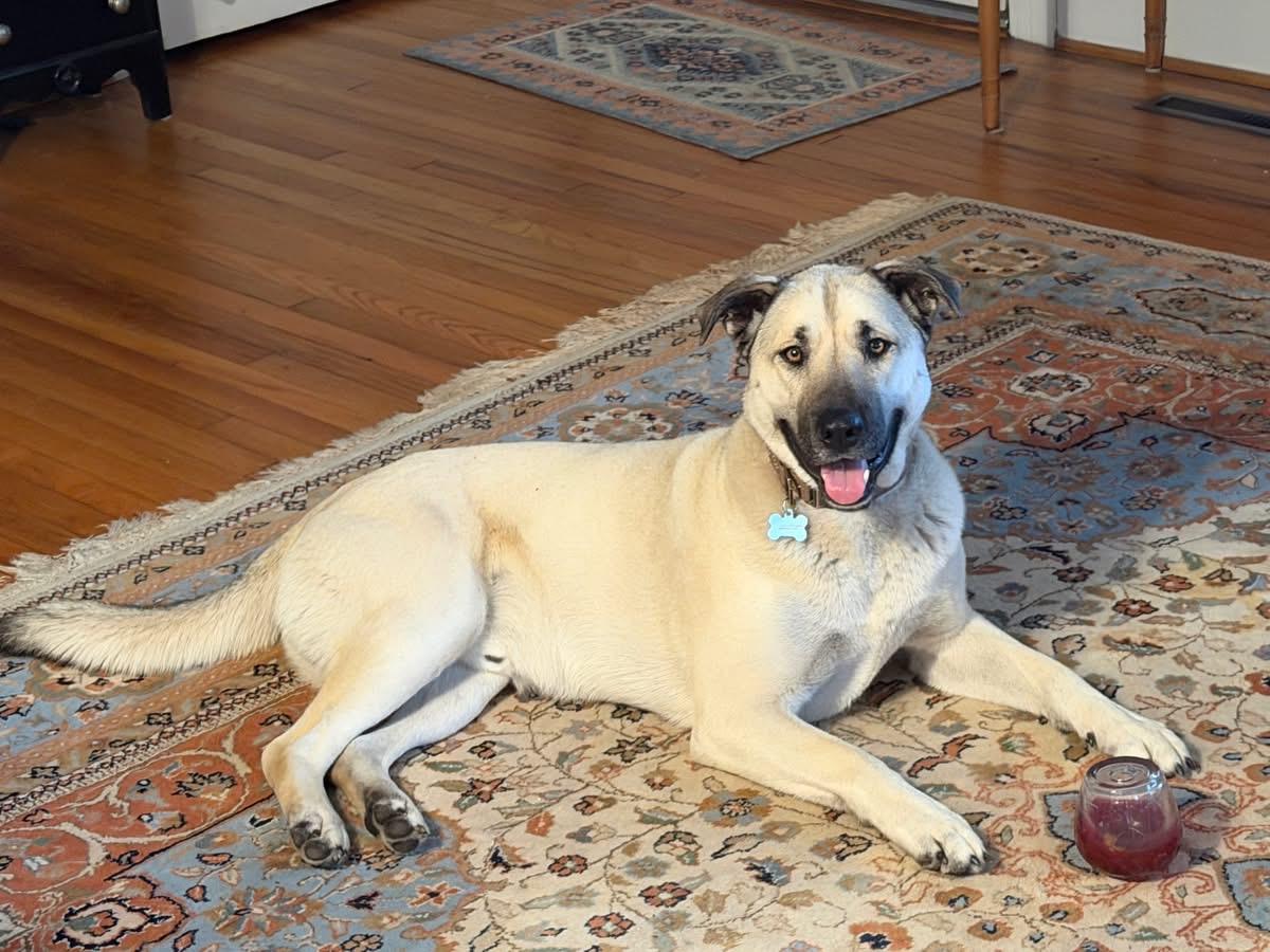 Enlarge Sebastian, an adopted mixed breed in Weston, MA image 2/2