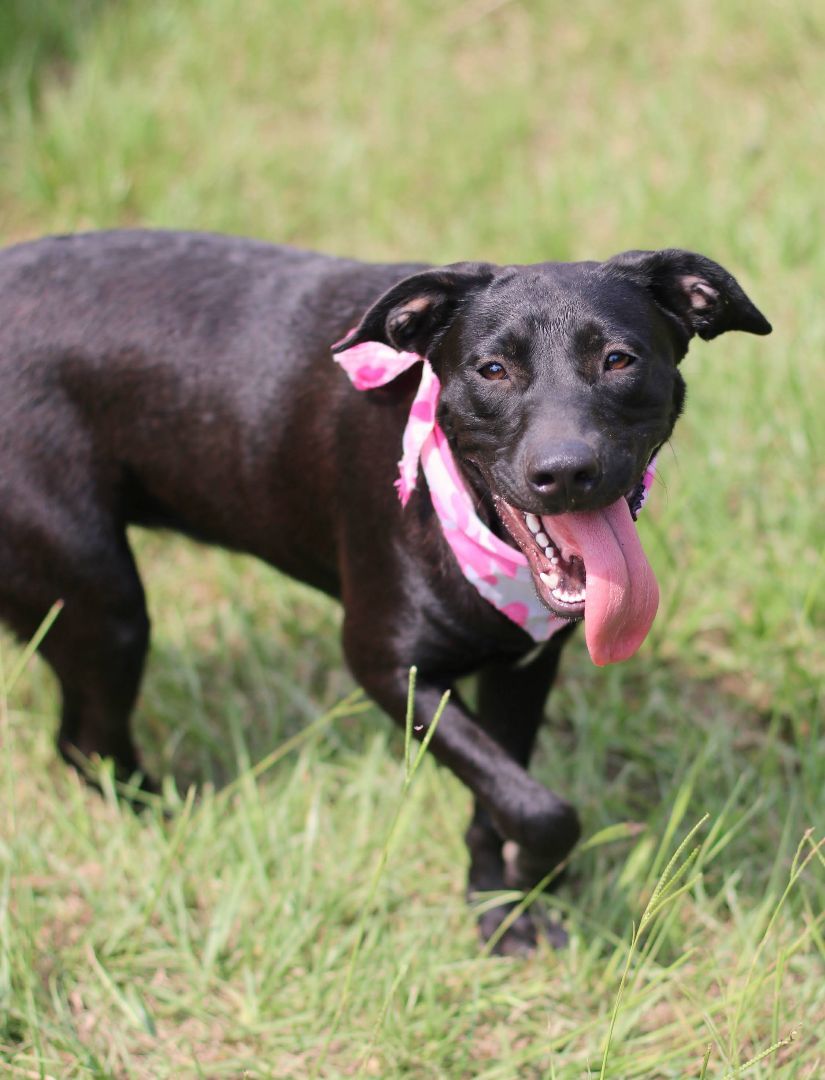 Princess, an adoptable Black Labrador Retriever in St. Clair, PA, 17970 | Photo Image 2