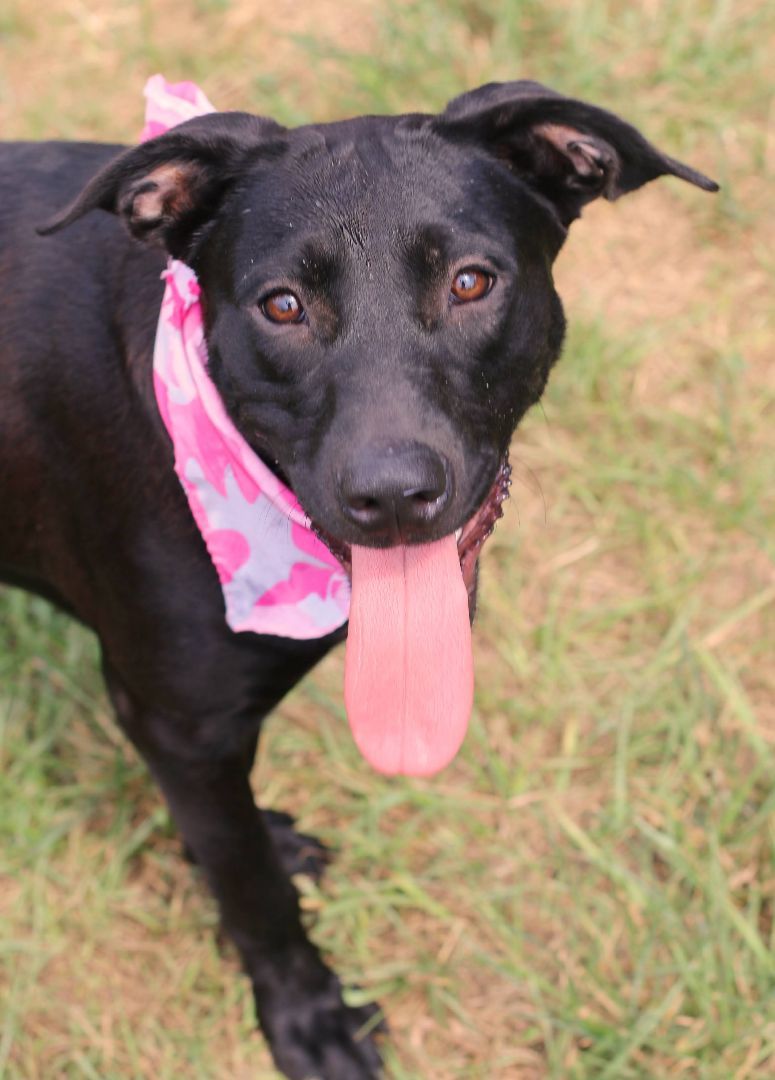 Princess, an adoptable Black Labrador Retriever in St. Clair, PA, 17970 | Photo Image 4