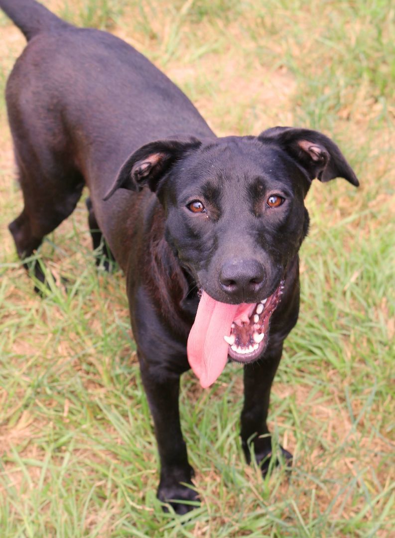 Princess, an adoptable Black Labrador Retriever in St. Clair, PA, 17970 | Photo Image 3