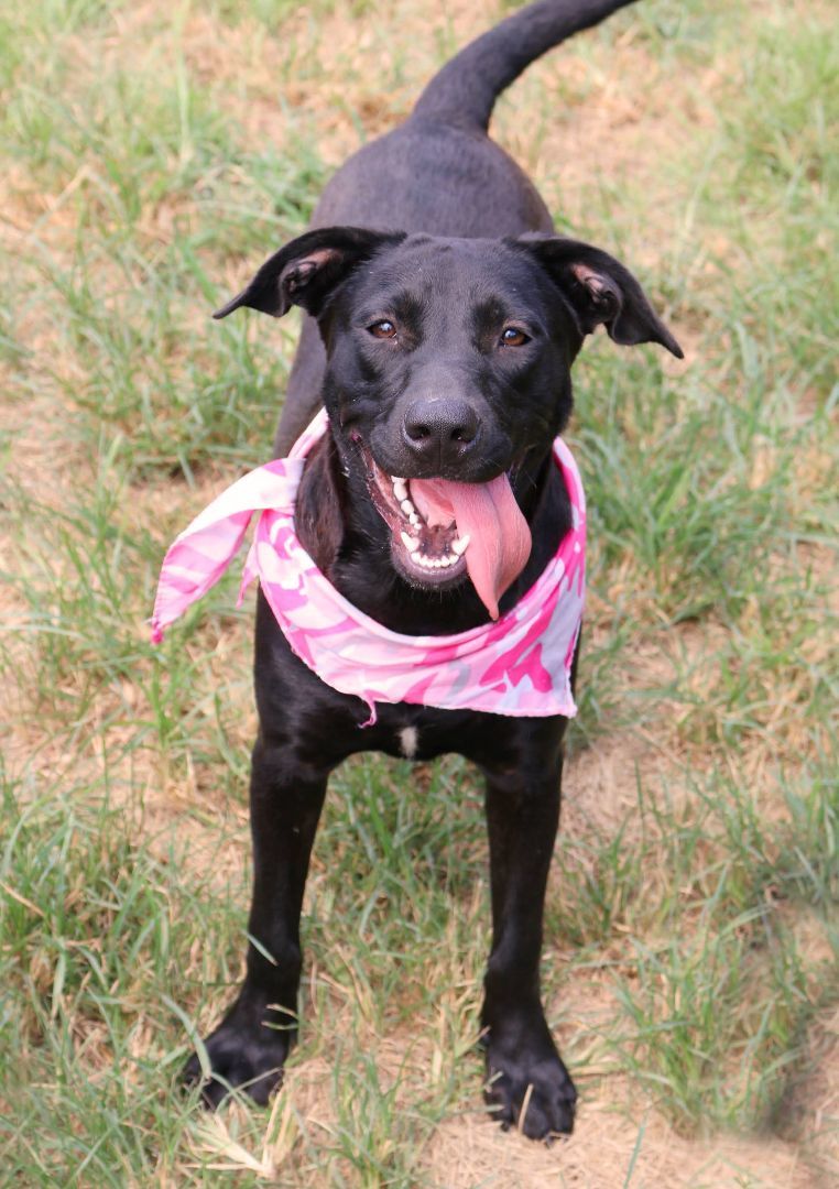 Princess, an adoptable Black Labrador Retriever in St. Clair, PA, 17970 | Photo Image 1