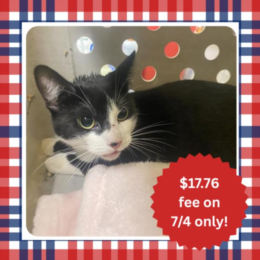 CUE BALL, Adoptable, Young Male Domestic Short Hair.